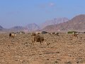 Wadi Rum (1)